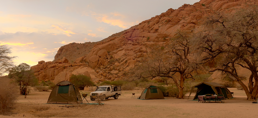 espece-vegetal-flore-desert-afrique-namibie