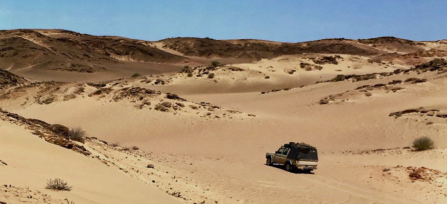 flore-rocheuse-trekking-desert-namibien-guide