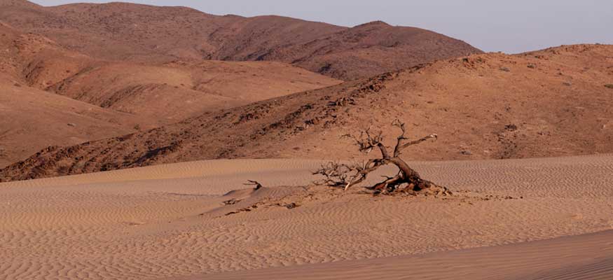 plante du desert