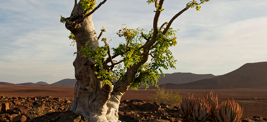 arbre-desert-namibien-tour-guide