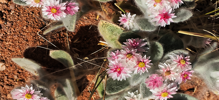 espece-vegetal-flore-desert-afrique-namibie