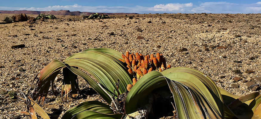 flore-fleurs-randonnee-desert-namibie