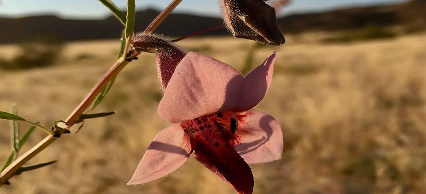 orchidee-savanne-desert-bivouac-camps-parc-naturel