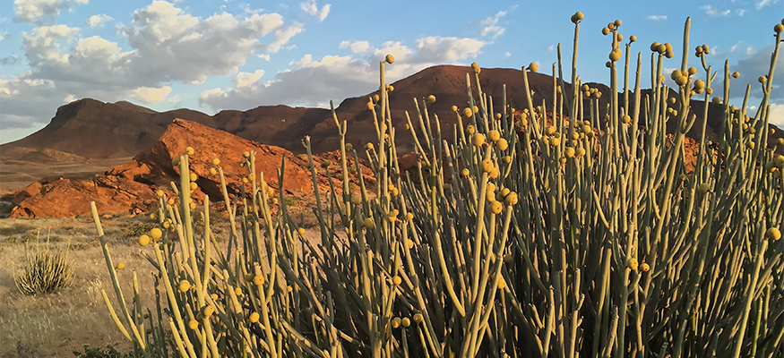 plante-toxique-namibie-guide-francophone-circuit-surmesure