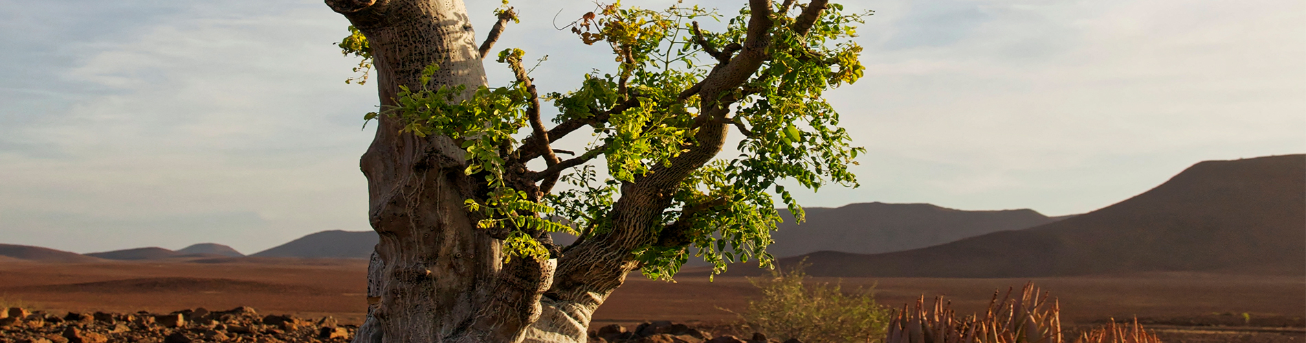 circuit sur-mesure en namibie avec guide francophone