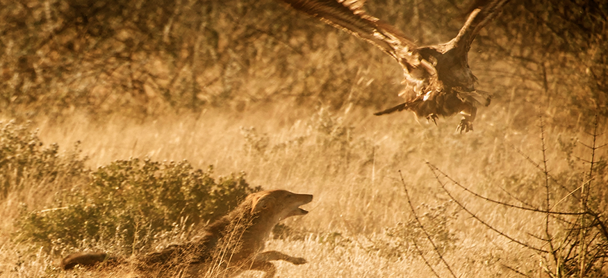 coyotte-aigle