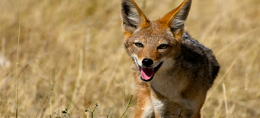 coyotte