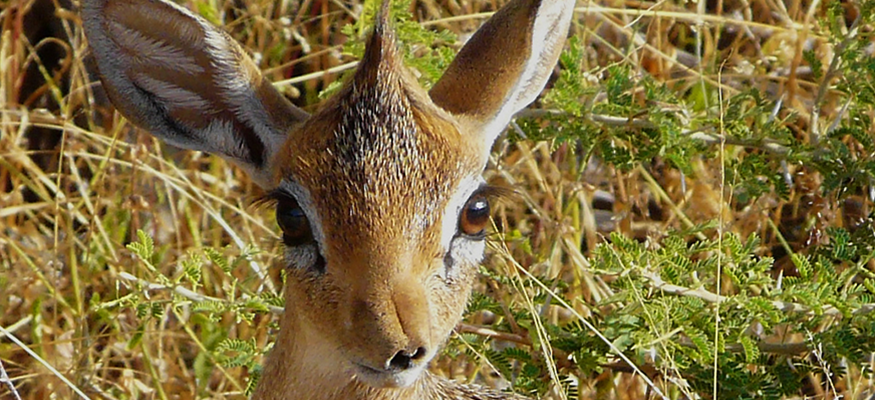 dikdik