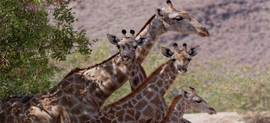 girafe