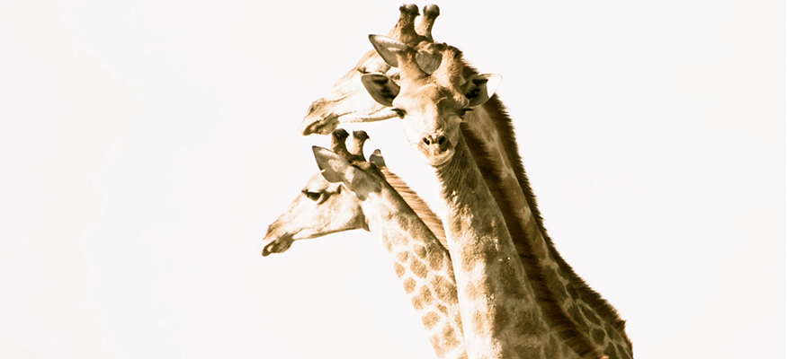 girafe