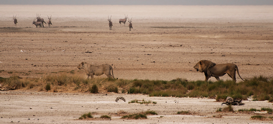 lion,lionne,gazelle