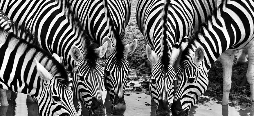 zebre