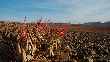 flore bush namibie circuit trek